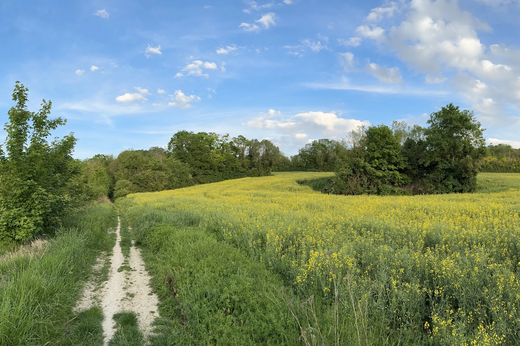 Sentier le long d’un champ de colza, dans le Vexin