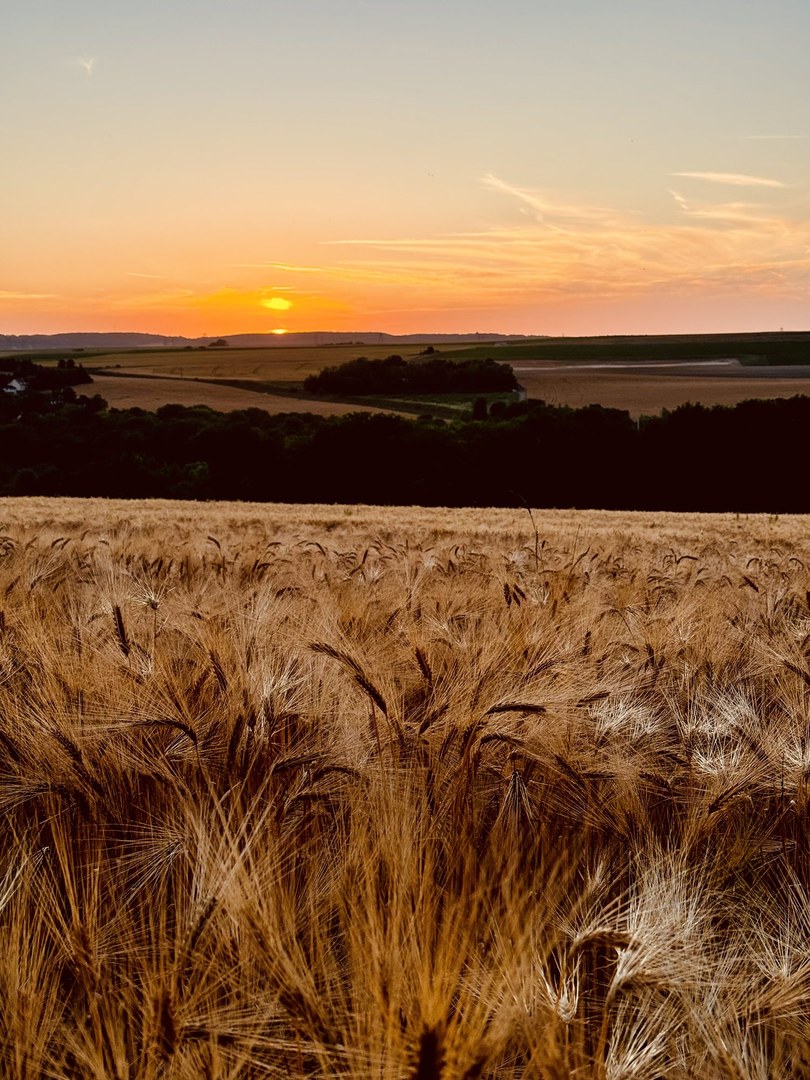 Champ de blé mûr au soleil couchant, dans le Vexin