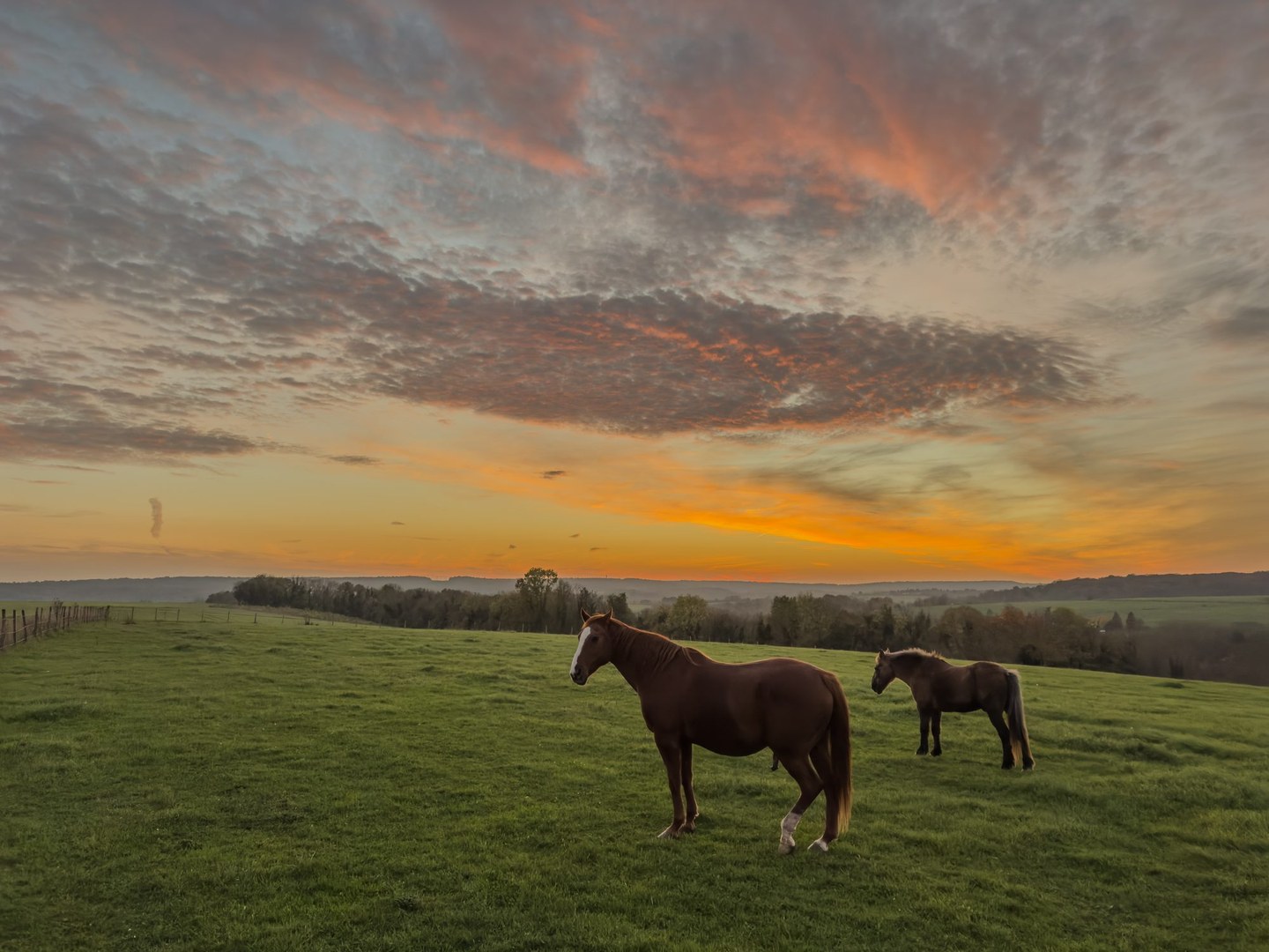 Chevaux dans un pré sous un ciel coloré, dans le Vexin