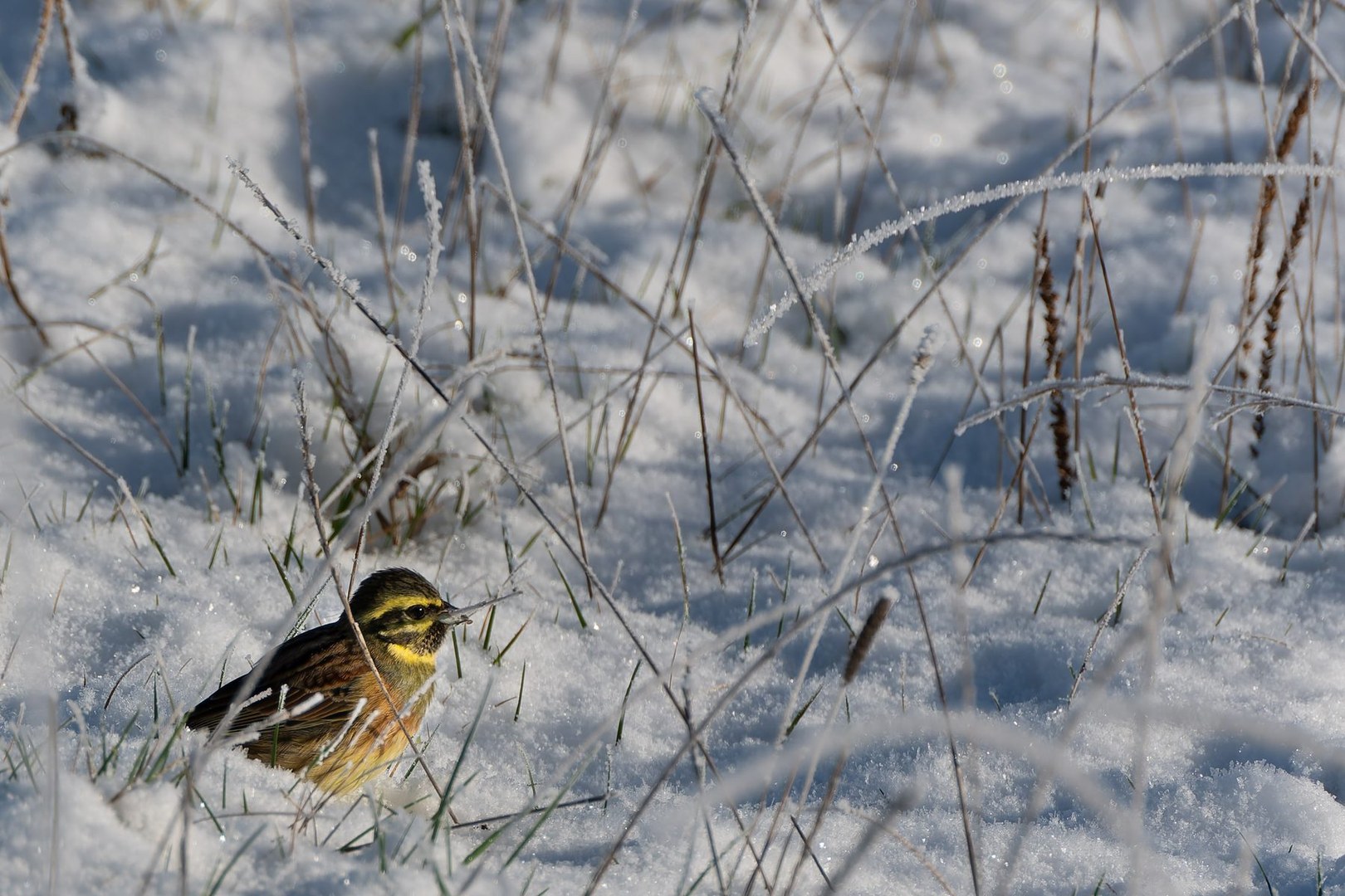 Bruant zizi dans la neige